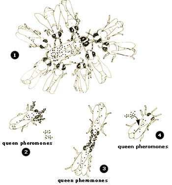 Slika 6: Matica prenosi svoje feromone na radilice, radilice međusobnim dodirivanjem antena prenose njene feromone na ostale radilice ( http://www.islamicmiraclestoday.