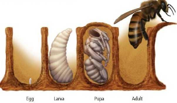 3.ŽIVOTNI CIKLUS PČELA Razvoj u tri kaste uključuje prijelaz kroz četiri glavne faze: jaje, ličinka, kukuljica i odrasla pčela ( sl. 1). Slika 1. Razvojni stadiji pčele (http://spaceplace.nasa.