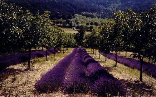 Slika 8 Nasad bijelog oraha s međuredno posađenom lavandom (izvor: https://euraf.isa.utl.pt/media/agroforestrylandscapes ) 3.5.4. Rogač (Ceratonia siliqua L.