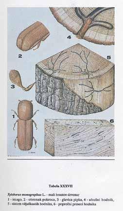 ŠTETNI INSEKTI DRVETA Dr Mihailo Petrović VRSTE KSILOFAGNIH INSEKATA Xyleborus monographus L. - mali hrastov drvenar Bostrychus monographus F. B. tuberculatus H e r b. var. nitidipennis Roub.