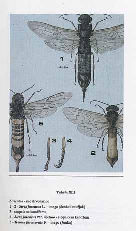 - imago (ženka) Siricidae - ose drvenarice Tipovi legalica sa kanijama kod pojedinih vrsta 1 - Sirex juvencus L., 2 i 3 - Tremex fuscicornis F. 4 i 5 - Xeris spectrum L., 6 i 7 - Urocerus: gigas L.