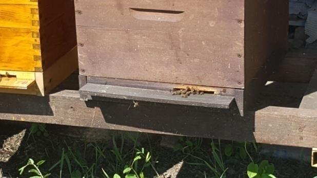 Prvi period u povijesti razvoja pčelarstva je okarakteriziran nepoznavanjem biologije i fiziologije pčela, razvoja i života pčelinje zajednice, te procesa nastanka pčelinjih proizvoda.