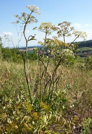 2.3.2. Peucedanum cervaria L. Peucedanum cervaria je višegodišnja biljka sa izduženim glavičastim rizomom, na čijem se gornjem delu nalaze crnkasti končasti ostaci listova.