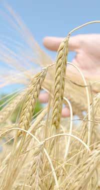 Za ishranu pšenice se mogu koristiti folijarna hraniva: Foligal super - folijarno, tečno, NPK