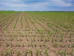 Zakorovljen Biljke kukuruza su osetljive na korovsku konkurenciju, naročito u početnim fazama razvoja i porasta.