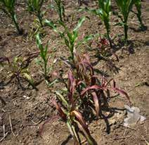 Talisman (nikosulfuron 40 g/l) preporučujemo za suzbijanje travnih (najznačajniji - divlji sirak iz semena i rizoma) i nekih širokolisnih korova u kukuruzu.