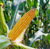 Spada među najselektivnije preparate za suzbijanje korova i može da se primeni u širokom rasponu porasta kukuruza, od faze 2 do 8 lista.