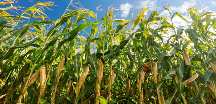U situaciji kada preventivno delujemo da ne bi smo čekali pojavu simptoma nedostatka određenog hranljivog elementa ili nismo potpuno sigurni koji makro ili mikroelementi nedostaju našem kukuruzu,
