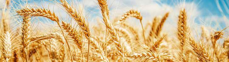 Suzbijanje korova u pšenici i ječmu U našoj zemlji pšenica i generalno strna žita zauzimaju drugo mesto po setvenim površinama, odmah posle kukuruza.