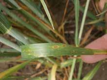 Bolesti i njihovo suzbijanje u usevima strnih žita Siva pegavost pšenice Septoria tritici Veoma značajan prouzrokovač bolesti lista pšenice. Do infekcije može doći i u jesen, bez vidljivih simptoma.