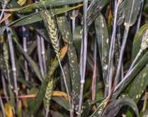 Pepelnica pšenice Blumeria graminis Simptomi ove bolesti se mogu pojaviti u vidu bele, pahuljaste prevlake na svim nadzemnim delovima biljke. Jak napad može u potpunosti prekriti list.