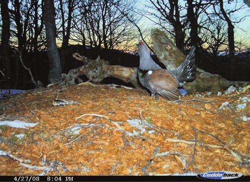 Praćenja stanja i brojnosti predatora Picture 4 Monitoring the condition and number of predators Slika 5.