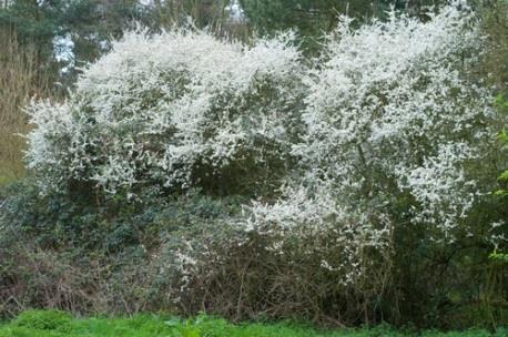 su izolirani iz nekoliko redova smeďih algi te nisu značajni u ljudskoj prehrani (Balasundram i sur., 2006). 2.4. TRNINA (Prunus spinosa L.) Trnina (Prunus spinosa L.