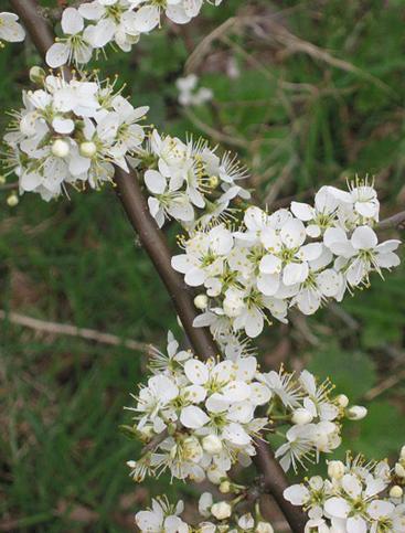 Spinosa u nazivu opisuje ońtre bodlje ili trnje koje je karakteristično za ovu biljku (KEW, 2016). Mlade grane su smeďe ili crvenkaste boje s trnjem.