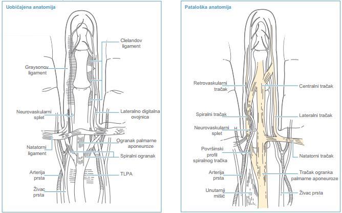Slika 5. Anatomija prsta Lateralni tračci nastaju iz lateralno digitalne ovojnice i prianjaju uz kožu ili pregibač tetive u blizini Graysonova ligamenta.