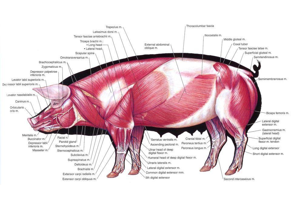 Slika 2. Mišićni sustav svinje (Izvor: www.minipiginfo.com) U ovom ćemo radu podrobnije opisati neke mišiće karpalnog zgloba i prstiju, čija ozljeda najčešće uzrokuje hromost.