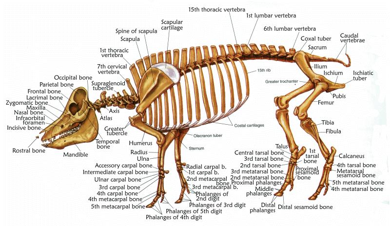 Slika 1. Skeletni sustav svinje (Izvor: fat.surin.rmuti.ac.th) Vrh noge se sastoji od tri segmenta: gornjeg, srednjeg i donjeg.