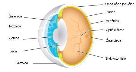 Oko se sastoji od glavnih dijelova: očne jabučice (koja se sastoji od unutrašnjosti i ovojnica).