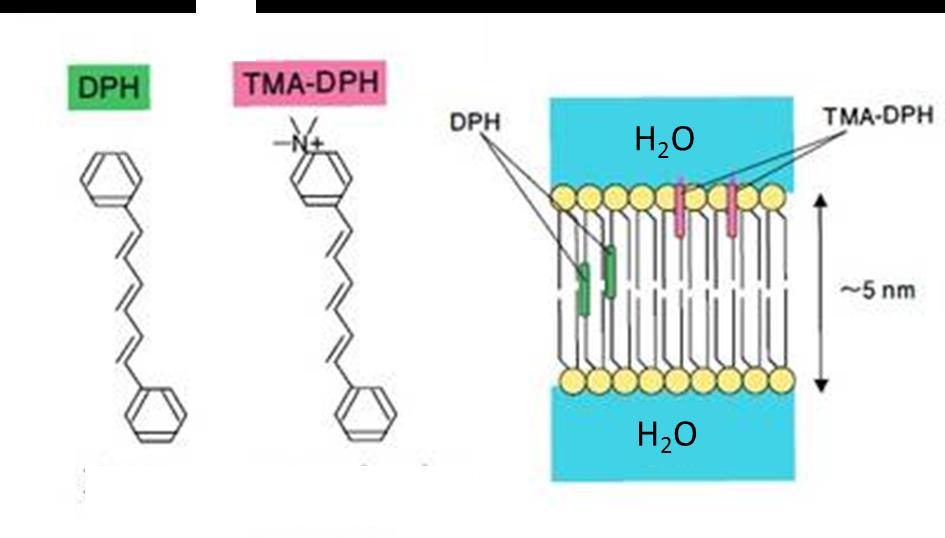 4.1.8. Флуоресцентна спектрскопија DPH и TMA-DPH су флуоро-маркери који су употребљени за одређивање утицаја ресвератрола на флуидност липидног двослоја (липидне мембране).
