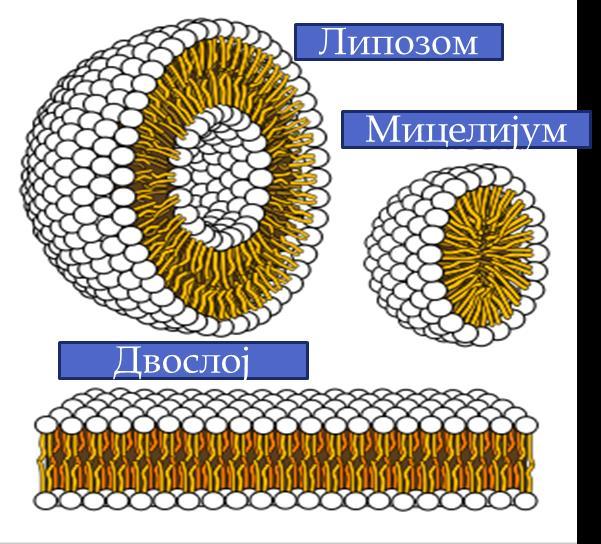 Три основне фосфолипидне структуре које се формирају у раствору Поред специфичног облика који фосфолипиди имају битна