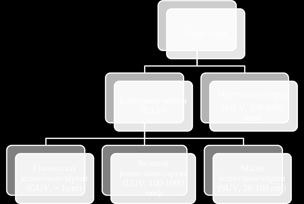 Unilamellar Vesicules, LUV), величине од 100 до 1000 nm и гигантске једноламеларне везикуле (енгл. Giant Unilamellar Vesicules, GUV) чији је пречник већи од једног микрона.