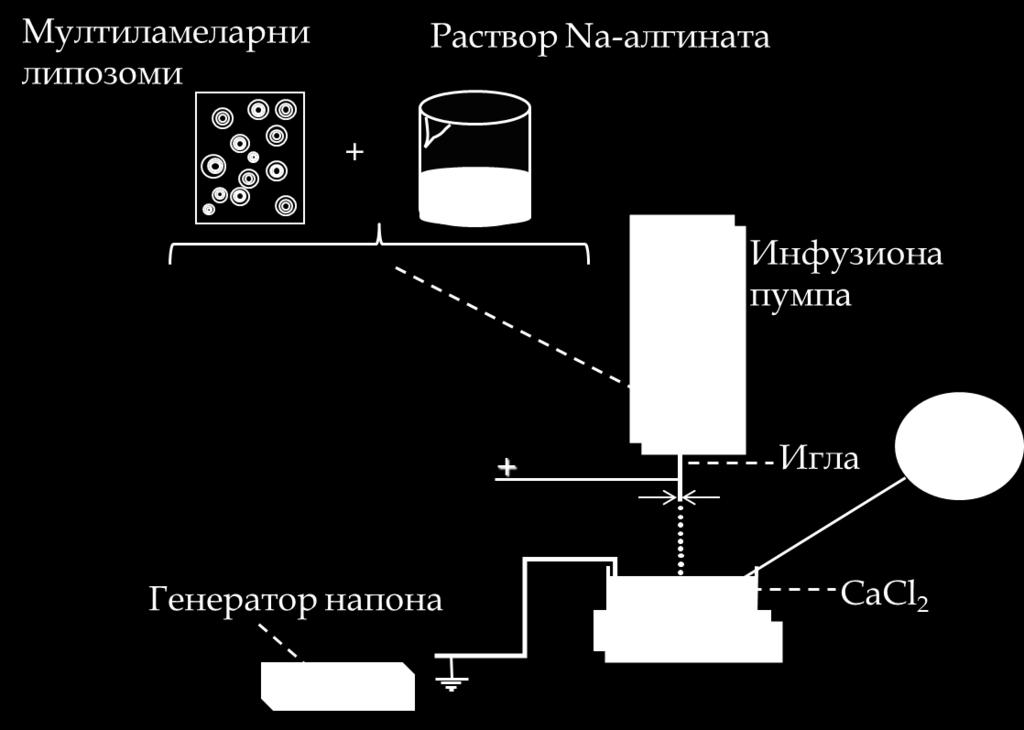 остављене у раствору током 15 min и онда коришћене за даље анализе (Bugarski и сар. 1994). Шематски приказ дат је на слици 3.6., док је у табели 3.2.