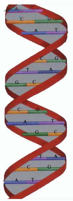 Efekti oštećenja DNA Gene Expression A gene may respond to the radiation by changing its signal to