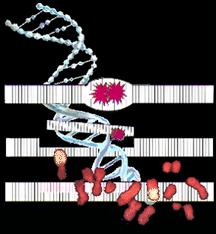 Gene Mutation Sometimes a specific gene is changed so that it is unable to make its corresponding