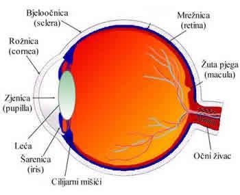 Ljudsko oko (slika 11) se sastoji od rožnice (lat. cornea), bjeloočnice (lat. sclera), šarenice (lat. iris), zjenice (lat. pupila), očne leće (lat. lens cristallina), žilnice (lat.