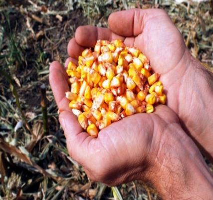 Дорада семена кукуруза обавља се у савременим дорадним центрима где се поред сепарације и калибрације обавља и примарна заштита односно третман семена заштитним средствима.