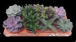 91000085 29,90 19, 90-33% PEPEROMIA LILIAN Ova višegodišnja biljka uzgaja se u stanovima zbog mesnatih dekorativnih listova.