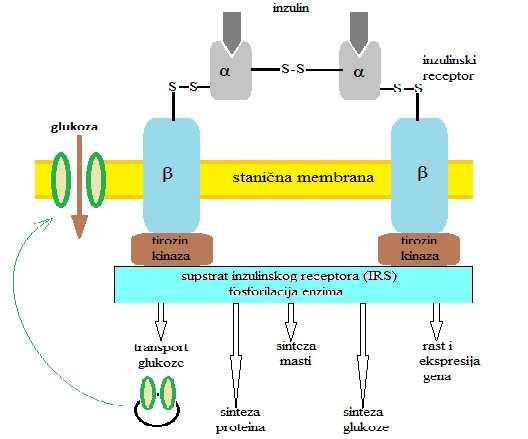 2.3. Inzulinski receptor i prijenos signala Inzulinski receptor je tirozin-specifična protein kinaza preko koje inzulinski signal prelazi sa plazmatske membrane na inzulin-osjetljive metaboličke