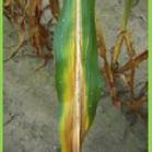 PRILOG Slika 1, 2 Simptomi nedostatka azota na kukuruzu i suviška na pšenici Tabela 1.
