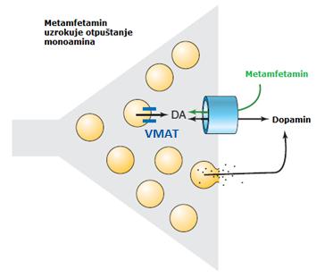 Postoje dvije teorije transporta METH-a u stanicu: sporom lipofilnom difuzijom i brzim transportom preko DAT-a.