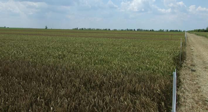 Slika 2. Pokus pšenice s različitim varijantama tretiranja ima (snimio A.