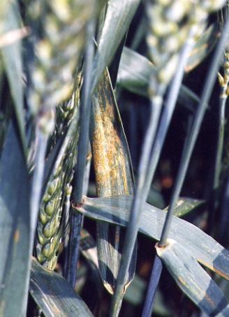 Mladi listovi pšenice s prvim simptomima u obliku malih, okruglih, nakupina spora (sorusi). Slika 2.