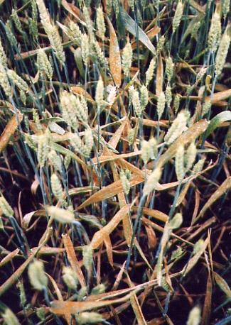 (desno) Jaka zaraza vršnog lišća žutom hrđom u vrijeme klasanja ozime pšenice. (snimio M.