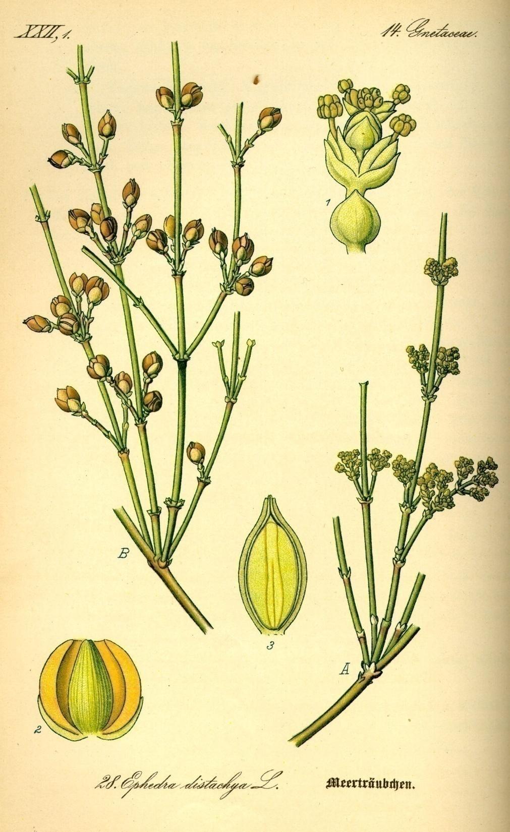 Efedra je dvodoma biljka.