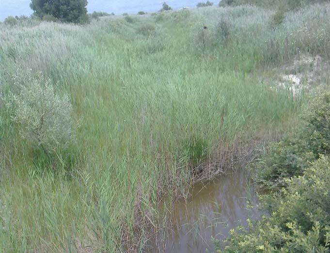 Razmatranjem bioloških, morfoloških i hemijskih obilježja voda u izdvojenim tipovima utvrđeno da navedena tipizacija ne odgovara uslovima na terenu Sličnost povremenih vodotoka u Livanjskom