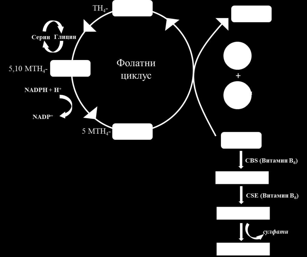 нагомилавања dutp. Како ДНК полимеразе нису способне да направе разлику између dutp и dttp, тако настаје могућност да се деси погрешно уграђивање, односно да се на место тимидина угради урацил.