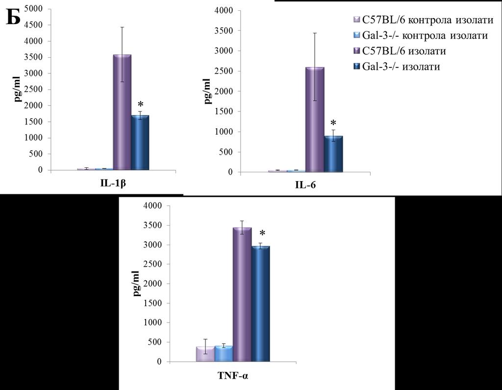 РЕЗУЛТАТИ Фигура 2. Вредности концентрација цитокина у крвном серуму и у изолатима ткива колона C57BL/6 и Gal-3 -/- мишева. А.
