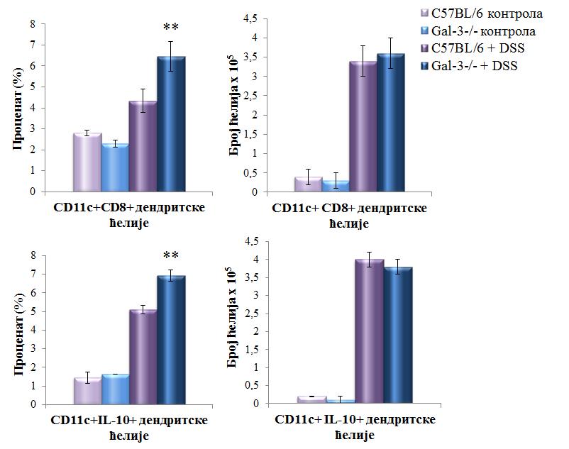 РЕЗУЛТАТИ Фигура 11. Проценат и укупан број регулаторних дендритских ћелија у ткиву колона C57BL/6 и Gal-3 -/- мишева.