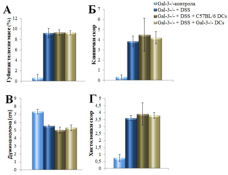 РЕЗУЛТАТИ здравих C57BL/6 и Gal-3 -/- мишева се уочава лако едематозна ламина проприја и и хиперплазија крипти.