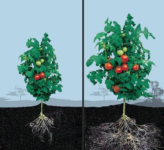Утицај суше је мањи на биљке са дубоким и разгранатим коријеновим системом То такође зависи и од земљишта: најбоља су иловичаста земљишта мрвичасте структуре