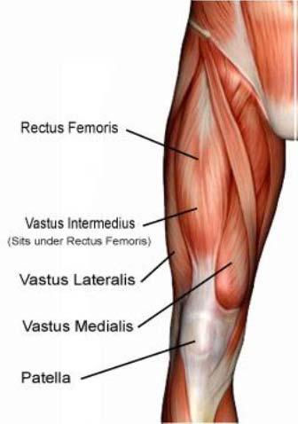 Slika 1. Mišići prednje strane natkoljenice, [izvor: http://bravocrossfit.com/wpcontent/uploads/2015/03/screen-shot-2015-01-13-at-1.50.57-pm.png] Stražnja skupina natkoljeničnih mišića m.
