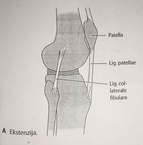2.4. Menisci Sukladnost zglobnih tijela u koljenom zglobu ostvaruju dvije vezivno-hrskavične polumjesečaste tvorbe ili zglobni menisci menisci articulares (lateralni i medijalni).