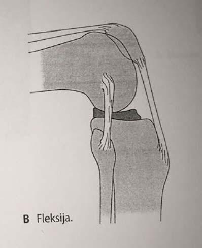 Slika 4. Pokreti meniska: desni koljeni zglob, fleksija, [izvor: Anne M.Gilroy, Brian R.