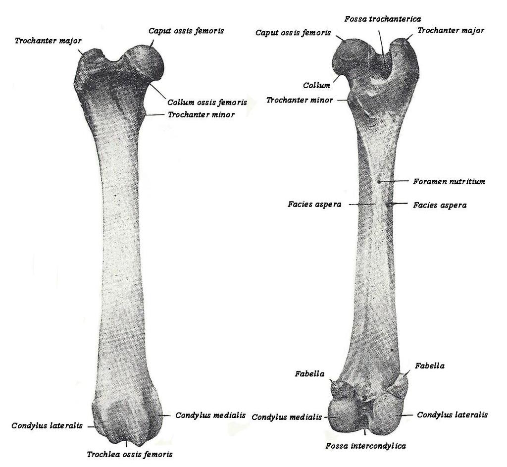 2. ANATOMIJA NATKOLJENICE 2. 1. 1. BEDRENA KOST Bedrena kost (os femoris) ili femur je najjača duga kost i jedina čini proksimalni dio kostura slobodnog privjesnog dijela zdjeličnog uda (stylopodium).