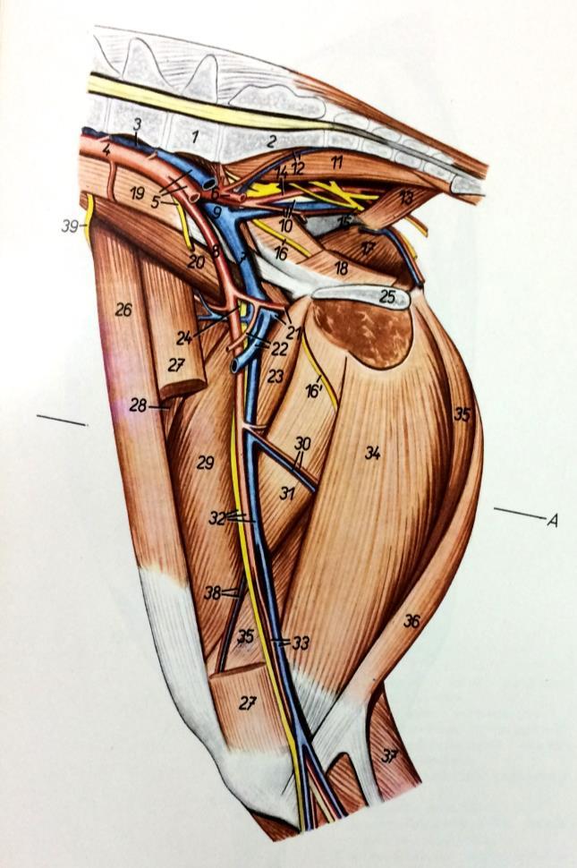 7 v. iliaca externa (dextra) vanjska bočna vena (desna) 8 a. iliaca externa (dextra) vanjska bočna arterija (desna) 16 ramus ni. obturatorii ogranak opturatornog (zapornog) živca 21 a. et v.