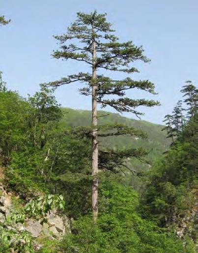 Slika 1. P. nigra u kanjonu Mileševke, jugozapadna Srbija (foto: Zlatković, 2013) Slika 2. Iglice vrste P. nigra https://www.google.rs/search?q=pinus+nigra Privredni značaj crnog bora.